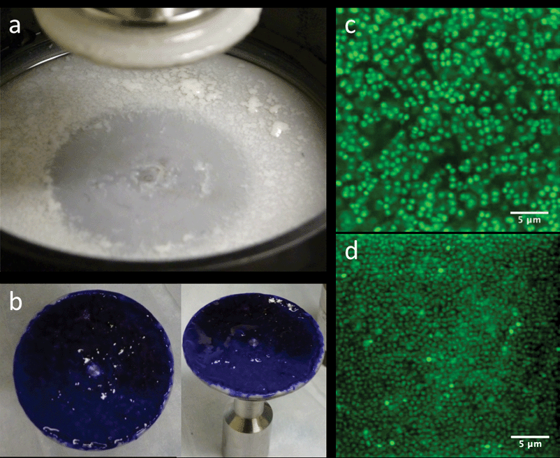 (a) Base of rheometer immediately after draining media and lifting the parallel plate. (b) 40 mm diameter parallel plate stained with Gram crystal violet depicting full coverage of biofilm. (c and d) CLSM images of various areas of the biofilm after rheological testing, showing similar morphology throughout.