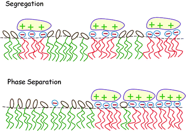 Local segregation of charged lipids by adsorbed macroions (top). When the lipid mixture is non-ideal, the adsorption of oppositely charged macroions may induce macroscopic 2D phase separation (bottom).