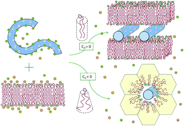 Spontaneous lipoplex formation by mixing dsDNA and cationic lipid membranes. Hexagonal complexes are formed when one of the lipid components (in this illustration the helper lipid) is characterized by a negative spontaneous curvature, c0 < 0, or when the lipid membrane is soft enough to allow for the change in its curvature.