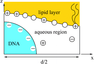 Unit cell of the lamellar Lcα–lipoplex. Curvature modulation of the surface of the lipid region (yellow) allows for a more favorable electrostatic interaction with the DNA (blue).