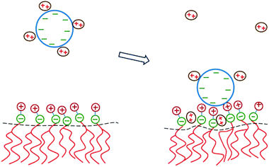 Schematic illustration of the physical mechanism that underlies the adsorption of DNA onto a zwitterionic lipid layer according to PB theory. Left: prior to adsorption, the DNA is screened by divalent cations. Right: upon the adsorption of DNA, some divalent cations redistribute in between the phosphate groups of the lipid heads. This enables the headgroups to extend toward the DNA where the positive headgroup charges contribute to screening the DNA charge. This ion exchange mechanism dominates the adsorption energetics.