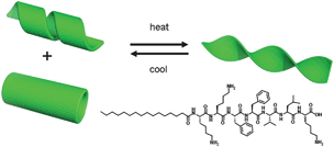 Schematic of the thermo-reversible transition, and (bottom right) structure of the peptide amphiphile.