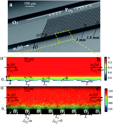 Microfluidic bubble mattress and oxygen dissolution at bubble surfaces. (a) Scanning electron microscopy image of the microfluidic device showing two main microchannels for oxygen gas (PO2) and water (ux(y)) streams connected by oxygen-filled side channels. (b) Numerical results of the dissolved oxygen concentration in the water side microchannel solved with identical operating settings as in (c). (c) Lifetime field resolved by FLIM superimposed on the bright-field microscopy image showing bubbles protruding at 43° ± 2° into the water side microchannel with a height of H = 100 μm. Lg is the width of the oxygen-filled side channel (Lg = 20 μm), and Ls is the width of the solid boundary (Ls = 32.6 μm). The color bars refer to the lifetime of RTDP aqueous solution which is given in ns (c) and the oxygen concentration which is given in mol m−3 in (b). In b and c, surface porosity φ = 0.38 and Qw = 45 μl min−1.