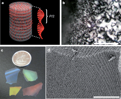 (a) Schematic of the chiral nematic ordering present in NCC and the pitch size, P. (b) Fingerprint texture characteristic of the chiral nematic ordering in NCC–silica precursor films (scale bar 100 μm). (c) Photograph showing the different colours of mesoporous silica films. (d) Side view of a cracked film showing the stacked layers that result from the helical pitch of the chiral nematic phase (scale bar 3 μm). The figure was adapted from Shopsowitz et al.,60 with permission from Nature Publishing Group.