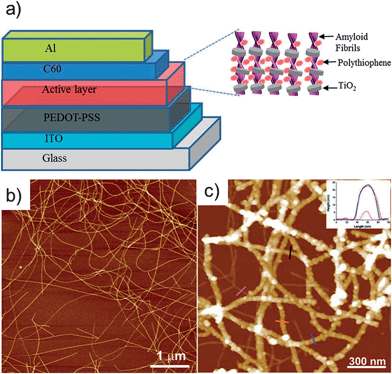 (a) Schematic diagram of the hybrid photovoltaic device composed of the TiO2–hybrid nanowires blended with polythiophene. (b) Atomic force microscope (AFM) image of the β-lactoglobulin AF showing long linear semiflexible structures. (c) AFM image of TiO2 decorating the surface of the AFs. Reprinted with permission from Bolisetty et al.,29 ©(2012) John Wiley & Sons.