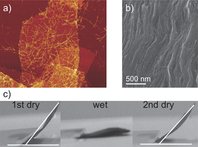 (a) AFM image of a graphene–amyloid colloid. (b) SEM cross-section image of the hybrid nanocomposite showing complete exfoliation of graphene sheets by the amyloid fibrils and a well-organized layered structure. (c) Humidity-controlled shape-memory behavior of the hybrid nanocomposite film. Adapted from Li et al.,34 with permission from Nature Publishing Group.