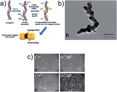 (a) Schematic for the collagen nanofibers coated with thin layers of gold (GCNF). (b) TEM image of GCNF. (c) Phase contrast images of neuronal differentiation of mesenchymal stem cells with (bottom panels) and without electrostimulation (top panels) with collagen (Col) substrates as controls. Adapted with permission from Orza et al.47 (2011) ©American Chemical Society.