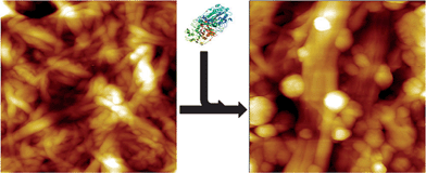 AFM images before and after protein conjugation to NFC. Adapted with permission from Arola et al.48 ©(2012) American Chemical Society.