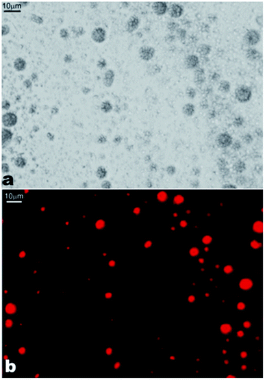 Images of the β-CD–tetradecane IC structures doped with Nile Red. (a) Optical micrograph; and (b) fluorescence microscopy image with the TRITC filter set. Nile Red fluorescence was observed using the TRITC filter set. Scale bars are 10 μm.