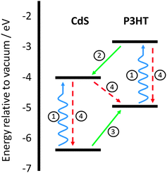 Energy level diagram of a CdS:P3HT blend showing the main electronic processes occurring in a hybrid solar cell. (1) Absorption within both components of the layer. (2) Electron transfer from the organic donor to the inorganic acceptor. (3) Hole transfer from the inorganic acceptor to the organic donor. (4) Geminate and non-geminate recombination processes leading to excited state decay.