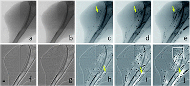 X-ray micrographies of vasculature of the leg of a mouse taken after injection of gold nanospheres. The interval between images is around 60 s. Scale bar: 500 μm. Reproduced with permission from ref. 168.