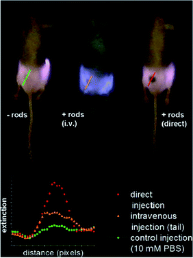NIR transmission images of mice prior to PPTT treatments. The inset shows intensity line-scans of NIR extinction at tumor sites for control, intravenous, and direct administration of PEGylated gold nanorods. Control mice were interstitially injected with 15 μL 10 mM PBS alone, while directly administered mice received interstitial injections of 15 μL PEGylated gold nanorods (ODλ=800 = 40, 2 min accumulation), and intravenously administered mice received 100 μL PEGylated gold nanorod (ODλ=800 = 120, 24 h accumulation) injections. Reproduced with permission from ref. 172.