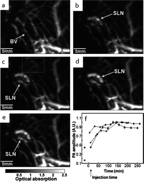 
            In vivo noninvasive photoacoustic time-course sagittal MAP image. Photoacoustic images acquired before (a) and after (c–f) the nanocage injection: (b) 5 min (SLN started to appear), (c) 59 min, (d) 140 min, (e) 194 min. All images were acquired without signal averaging. (f) Accumulations of nanocages in a SLN over time, in terms of the amplitude changes of PA signals. PA signals from the SLN were normalized by those from adjacent blood vessels (the dotted box in Fig. 2E) to minimize the ultrasonic focal effect, and normalized by maximum. Error bar is standard error. BV, blood vessels; SLN, sentinel lymph node. Color bar represents optical absorptions. Modified and reproduced with permission from ref. 103.