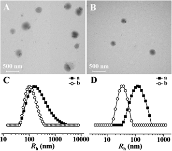 Typical TEM micrographs of mPEG113-S2-PZLL18 micelle1 (A) and micelle2 (B), and hydrodynamic radii (Rh) of mPEG113-S2-PZLL18 micelle1 (a) and micelle2 (b) (C), and mPEG113-S2-PZLL35 micelle1 (a) and micelle2 (b) (D).