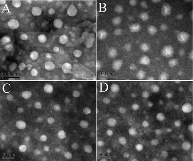 TEM images of negatively stained vector/pDNA complexes: MNPs@PMEO2MA50-PDMAEMA150/pDNA at 10 : 1 (A), MNPs@PMEO2MA50-PDMAEMA150/pDNA at 12 : 1 (B), MNPs@PMEO2MA50-PDMAEMA150/pDNA at 20 : 1 (C) and MNPs@PMEO2MA50-PDMAEMA150/pDNA at 24 : 1 (D).