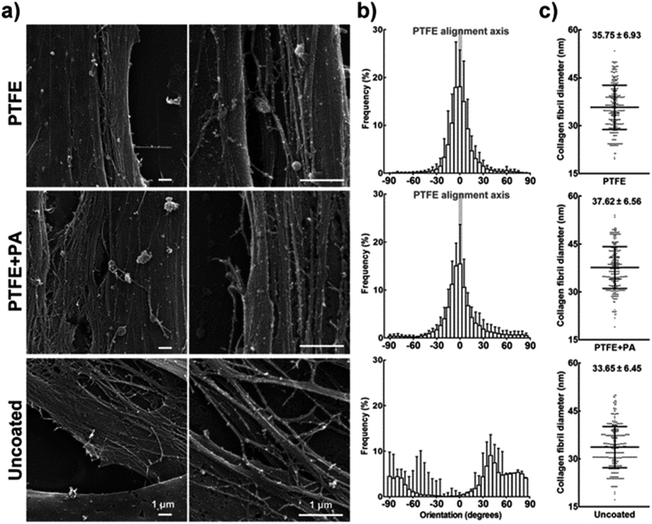 Alignment of the extracellular matrix deposited by hCSFs. (a) SEM micrographs of collagen fibrils deposited by hCSFs after 21 days in culture on PTFE, PTFE + PA, and uncoated glass, as indicated in Fig. 6. (b) Orientation of collagen fibrils. The calculated orientation vectors were grouped in 5° angle bins, with 0° being parallel and 90° being perpendicular to the axis of aligned PTFE (grey bar), and negative values indicating handedness. (c) Collagen fibril diameter (mean ± S.D., n = 3) obtained from 100 individual collagen fibrils from each of the three independent replicates. Scale bars = 1 μm.