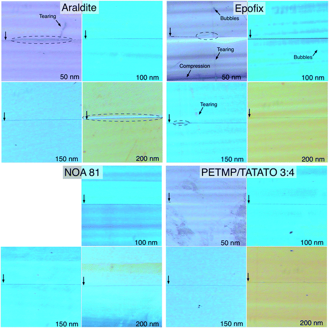 Optical micrographs (250×) of sections of the four embedding resins that could be nanoskived. The vertical arrows at the left of each image indicate the position of the gold nanowire and the dashed ovals indicate delamination of the resin from the gold. The thickness of each section is indicated in the lower right corner, which is confirmed by the color of the section resulting from thickness-dependent interference. The horizontal bands present in some images are the result of chattering, the severity of which depends on the mechanical properties of each resin. Sections of NOA 81 <50 nm disintegrated upon formation and chattering was severe enough to preclude accurate section-thicknesses, which is evident from the predominantly blue color in the 200 nm section. Tearing, bubbles, and compression artifacts were predominant in the Epofix sections, while Araldite exhibited the most severe delamination.