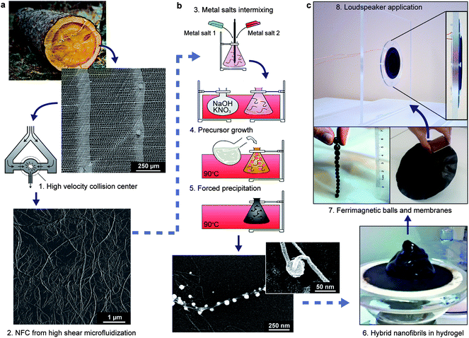 Preparation of magnetic nanocomposites from decorated cellulose nanofibrils (NFC). (a) Structure of a softwood tissue; nanofibrils are extracted from the cell wall by high shear microfluidization; AFM image of the cellulose nanofibrils. (b) Magnetic ferrite nanoparticles are precipitated in situ onto nanofibrils from metal salt solutions; SEM image of a decorated nanofibril. (c) Formation of a magnetic hydrogel by water removal; further drying allows preparation of magnetic nanocomposites: hard permanently magnetized spherical beads were prepared by rotation of the hydrogel on a Teflon surface during drying overnight – large magnetic membranes (20 cm diameter) were prepared by vacuum filtration of the decorated nanofibril suspension; adaption of hybrid magnetic membranes in a thin prototype loudspeaker without external magnet. The numbers show the consecutive steps during the processing.