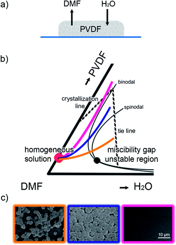 Vapor induced phase separation (VIPS) of PVDF films. (a) A PVDF film cast from DMF that evaporates slowly. Water vapor from humidified air is fully miscible with DMF and penetrates the film by diffusion leading to phase separation. (b) Schematic isothermal ternary phase diagram of PVDF/DMF/H2O. This part of the large triangular coordinate is adapted from ref. 5 and 6. The black dot is the critical point. The starting composition is given by the red dot. Three compositional trajectories of the PVDF films upon drying are represented by the yellow, purple and pink lines. (c) SEM micrographs of the corresponding morphology of the resulting PVDF films. The scale bar is indicated.