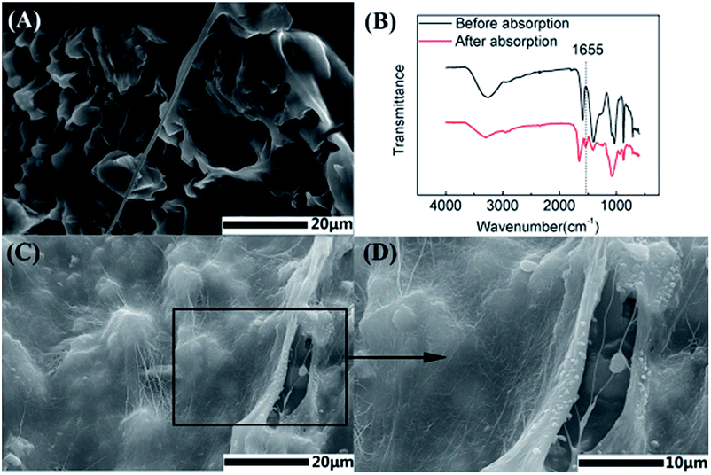 the gelation process and protein absorption property of