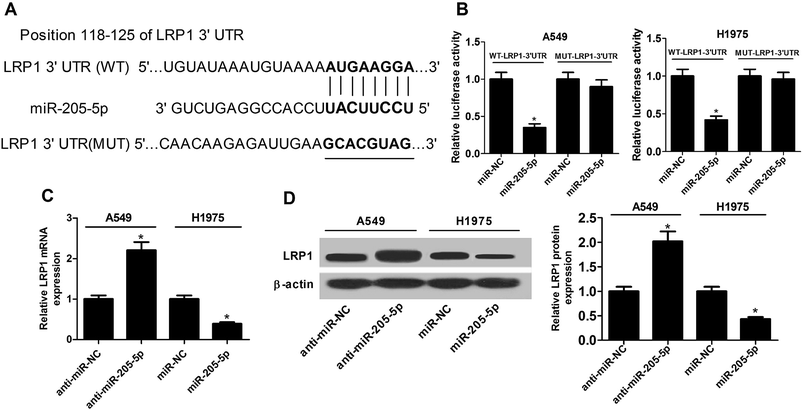 long non-coding rna meg3 regulates proliferation and apoptosis