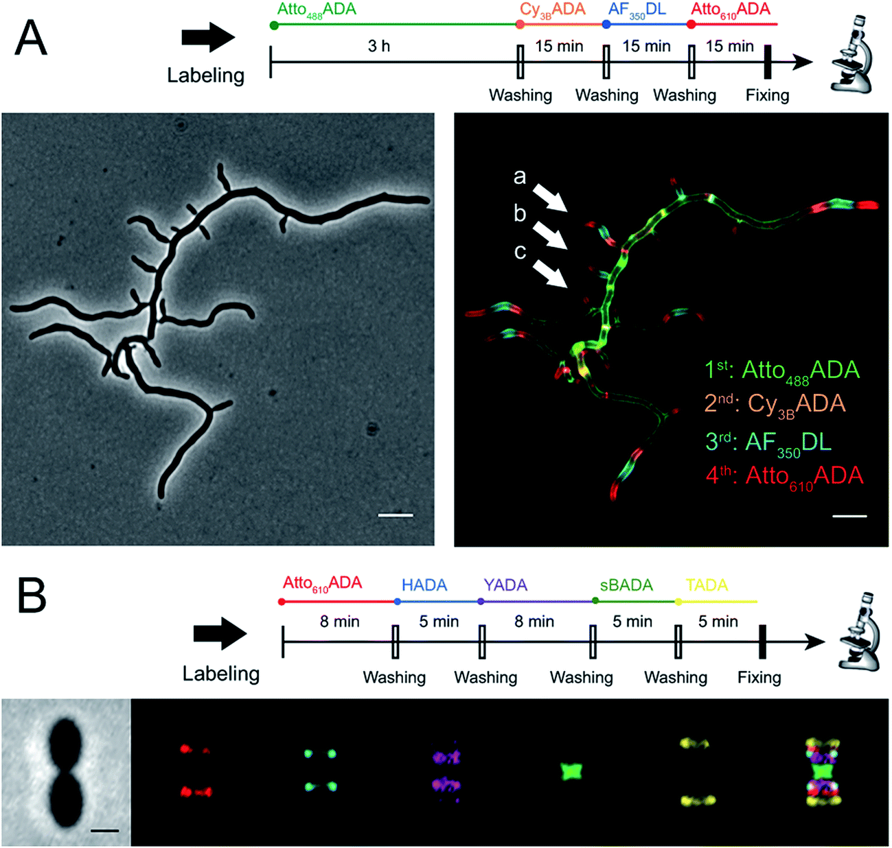 Full Color Palette Of Fluorescent D Amino Acids For In Situ Labeling