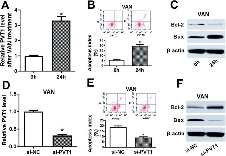 retracted article: pvt1 knockdown alleviates vancomycin-induced