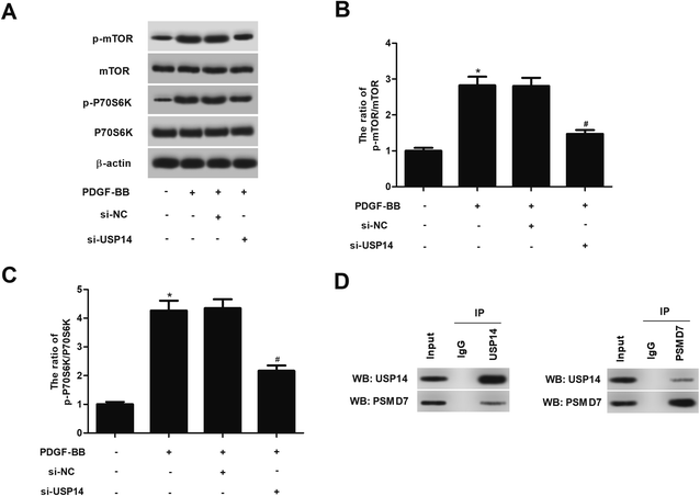 of usp14 inhibits pdgf-bb-induced vascular smooth muscle cell