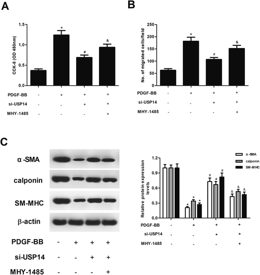 knockdown of usp14 inhibits pdgf-bb-induced vascular smooth