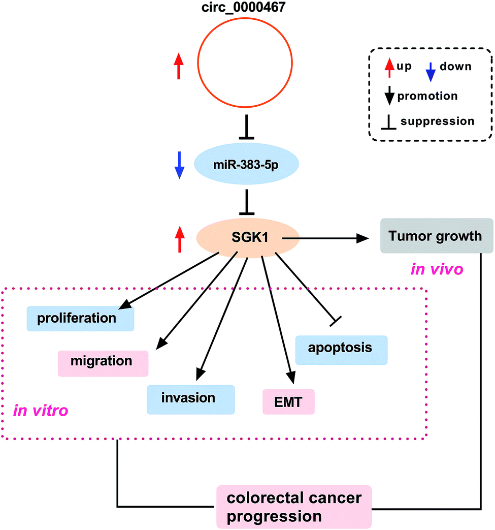 retracted article: circular rna hsa_circ_0000467