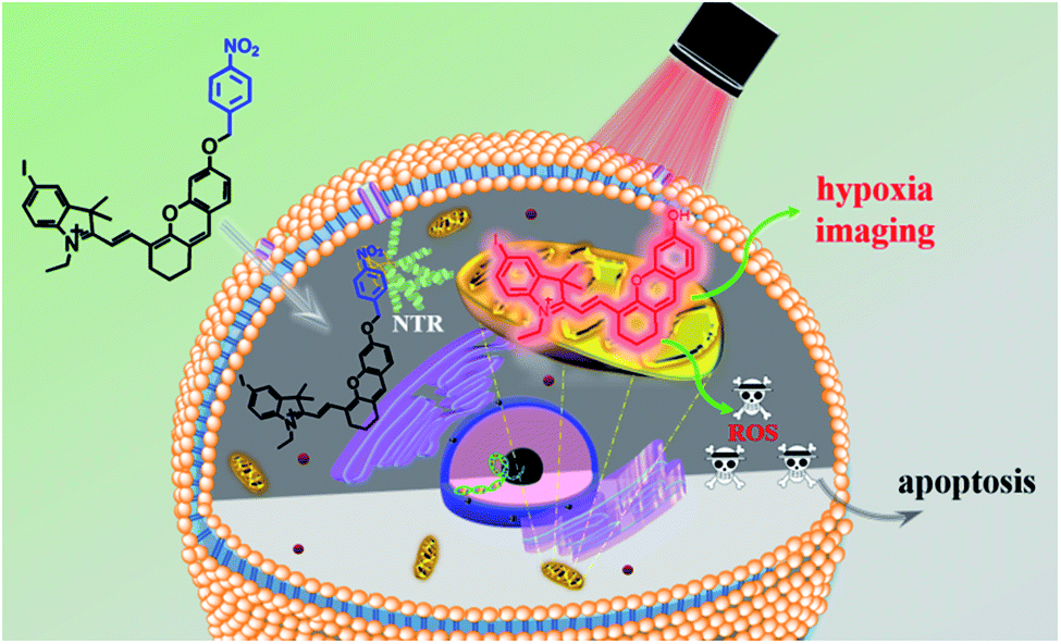 hypoxia-activated nir photosensitizer anchoring in the