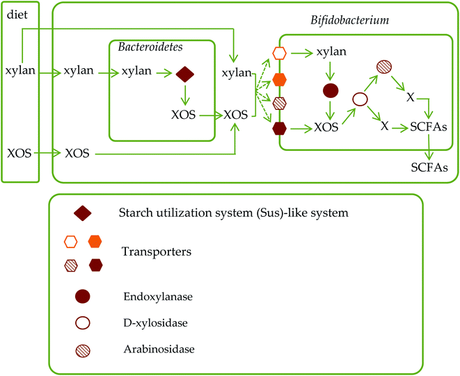 the metabolic pathways of xylan and xos in the intestinal tract