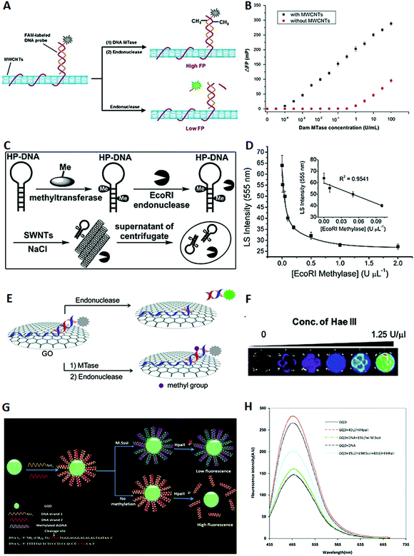 nanomaterial-based biosensors for dna methyltransferase assay