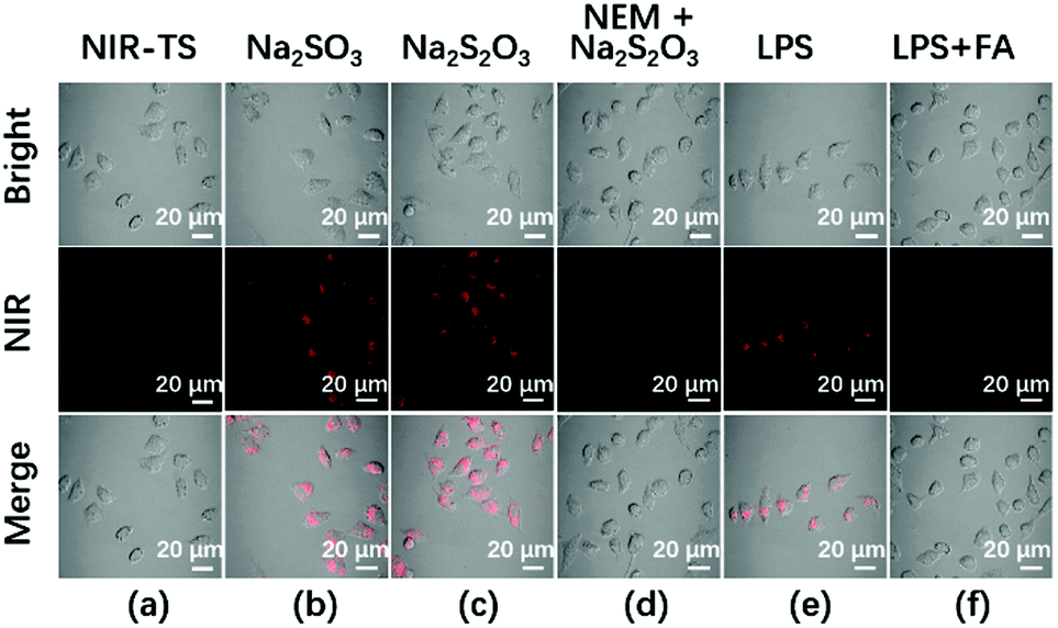 An Esipt Induced Nir Fluorescent Probe To Visualize Mitochondrial