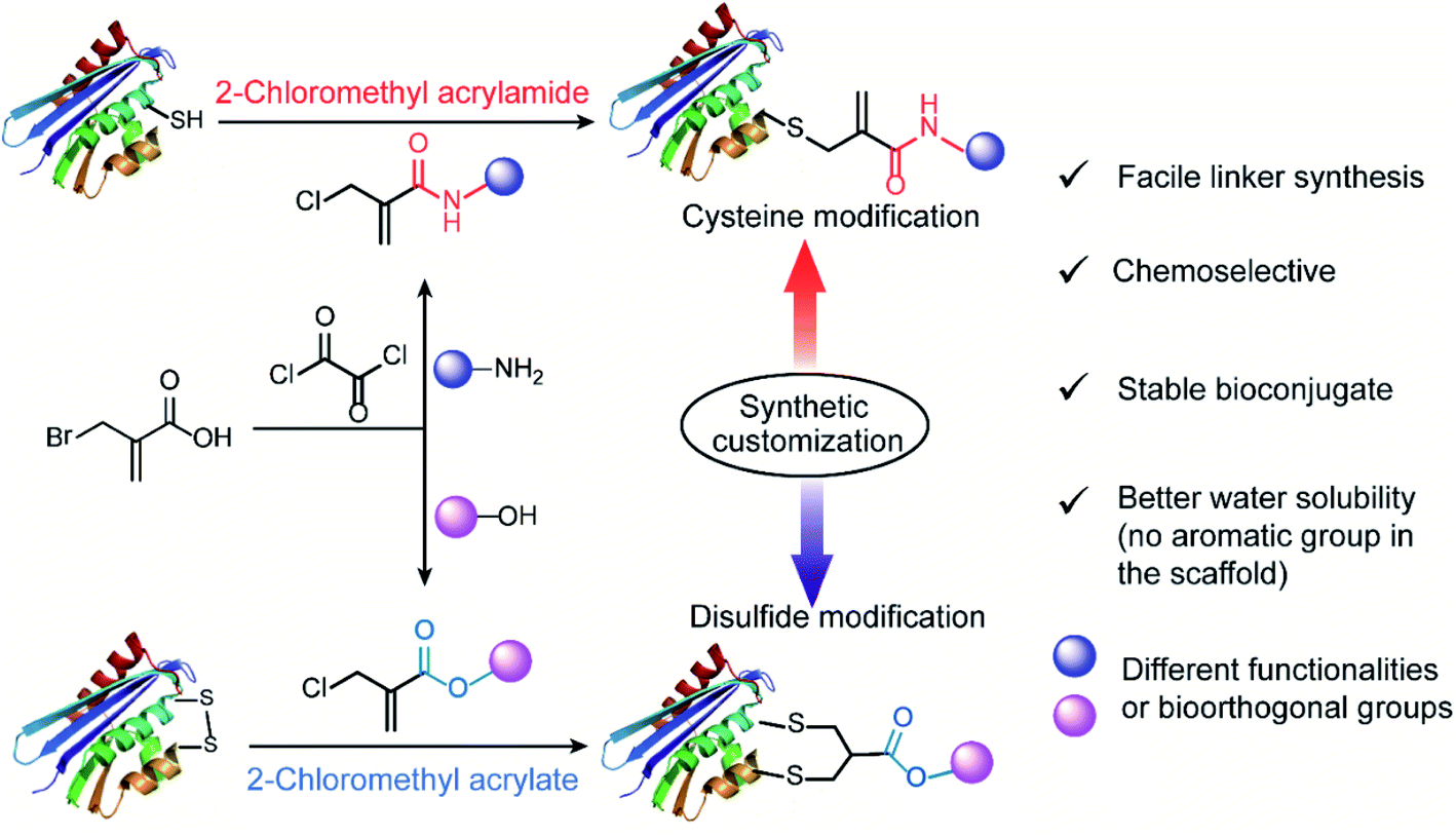 Chemoselective Cysteine Or Disulfide Modification Via Single Atom