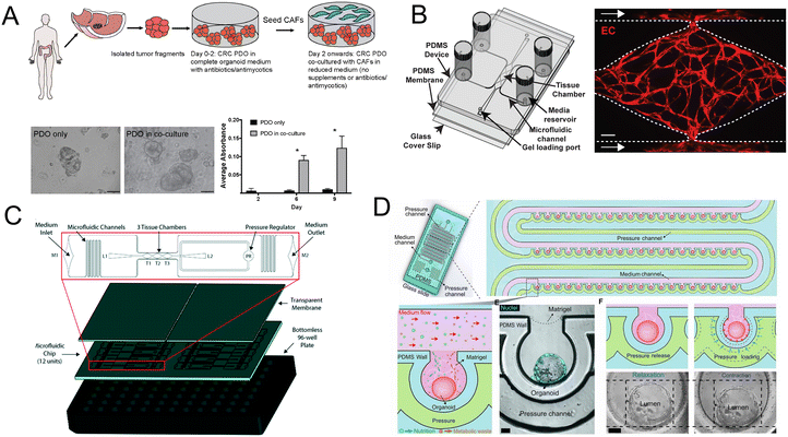 Organoids Organs On A Chip New Frontiers Of Intestinal