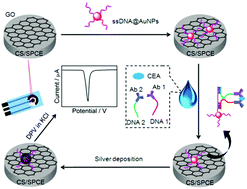 Graphical abstract: Proximity hybridization-regulated electrochemical stripping of silver nanoparticles via nanogold induced deposition for immunoassay