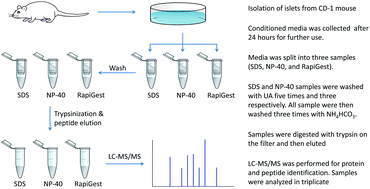 Graphical abstract: Sample preparation protocol for bottom-up proteomic analysis of the secretome of the islets of Langerhans