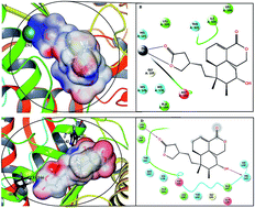 Graphical abstract: Zn2+ ion of the snake venom metalloproteinase (SVMP) plays a critical role in ligand binding: a molecular dynamics simulation study