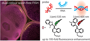 Graphical abstract: LNA-enhanced DNA FIT-probes for multicolour RNA imaging