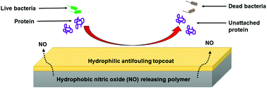 Graphical abstract: Enhanced antibacterial efficacy of nitric oxide releasing thermoplastic polyurethanes with antifouling hydrophilic topcoats