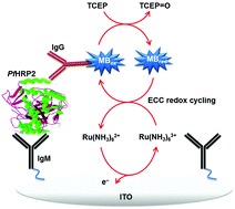 Graphical abstract: An ultrasensitive enzyme-free electrochemical immunosensor based on redox cycling amplification using methylene blue