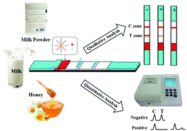 Graphical abstract: An aptamer and functionalized nanoparticle-based strip biosensor for on-site detection of kanamycin in food samples