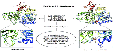 Graphical abstract: Delving into Zika virus structural dynamics – a closer look at NS3 helicase loop flexibility and its role in drug discovery