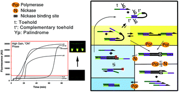 Graphical abstract: First characterization of a biphasic, switch-like DNA amplification