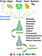 Graphical abstract: Green synthesis of silver nanoparticles: biomolecule-nanoparticle organizations targeting antimicrobial activity