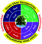 Graphical abstract: Green synthesis of silver nanoparticles using plant extracts and their antimicrobial activities: a review of recent literature