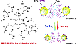 Graphical abstract: Dynamic self-aggregation and disaggregation behavior of thermoresponsive hyperbranched polyethylenimine with peripheral NIPAM groups: an infrared spectroscopic study