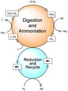 Graphical abstract: Regeneration of ammonia borane from spent fuel materials