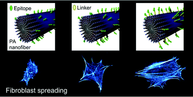 Graphical abstract: Epitope topography controls bioactivity in supramolecular nanofibers